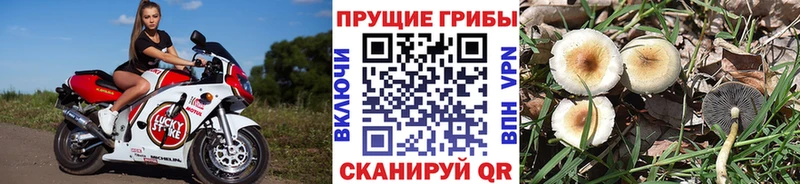 Купить закладки  Канаш  Галлюциногенные грибы GOLDEN TEACHER 